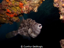 Balistes capriscus
Curious,Jealous and Crazey by Cumhur Gedikoglu 